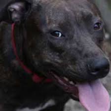 Drogendealerin hatte Sex mit ihrem Hund - oe24.at