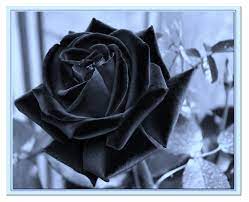 View the profiles of people named rosa nera. Rosa Nera Foto Immagini Piante Fiori E Funghi Nature Rose Foto Su Fotocommunity