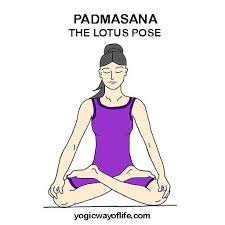 Padmasana The Lotus Pose For Meditation