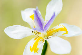 Image result for Dietes flavida