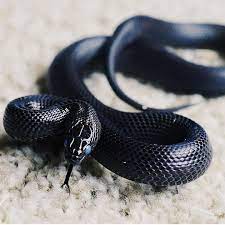The Mexican Black Kingsnake Lampropeltis Getups Nigrita Can Be Found In Many Places From Western S Mexican Black Kingsnake Snake Breeds California King Snake