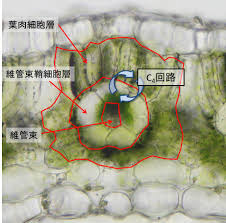 植物顕微鏡写真 趣味 No Twitter C4植物は異なる2種の光合成細胞 葉肉細胞 維管束鞘細胞 にまたがるc4回路というco2濃縮回路を持った植物です C4回路によって 維管束鞘細胞を高co2濃度に保つことで効率的な光合成を行うことが知られています 特に強光下において