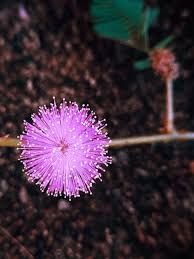 Image result for Mimosa mossambicensis