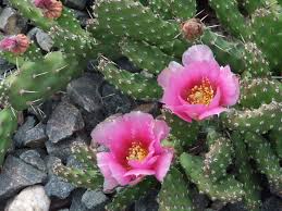 Image result for Opuntia