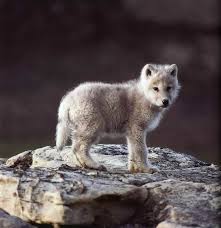 Sea wolves on the beach. Arctic Zone Wolf Photographs