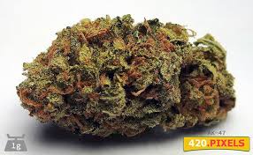 Learn more about the vegetative stage and other stages of the marijuana life cycle when you download my free grow bible. Ak 47 Sorteninformationen Cannaconnection Com