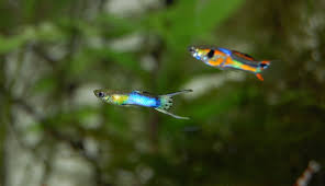 Best Food For Guppies In The Market 2021 Sea The Quality
