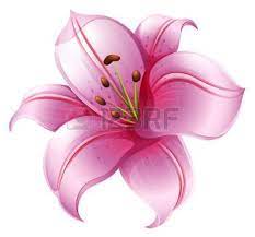 Dessin Fleur Lys Banque D Images Vecteurs Et Illustrations Libres De Droits Lilies Drawing Lily Images Pink Lily Flower