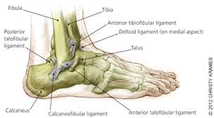 An ankle sprain occurs when you roll, twist or turn your ankle in an awkward way. Update On Acute Ankle Sprains American Family Physician