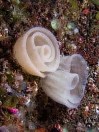 Kết quả hình ảnh cho sên biển