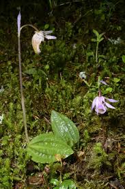 Image result for Orthochilus mechowii