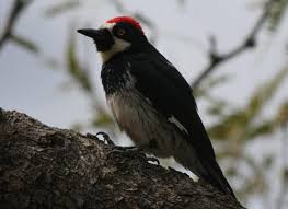 Grey Bird With Red Mohawk Backyard Bird Identification Pileated Woodpecker Downy Woodpecker Nuthatches
