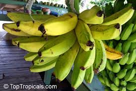 Image result for Musa Cavendish