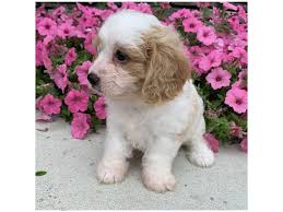 Cavachon puppies cute puppies dogs and puppies cavapoo maltipoo puppys dalmatian puppies fluffy puppies havanese. Cavachon Puppies Petland Carriage Place