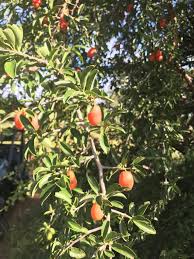 Image result for Landolphia kirkii