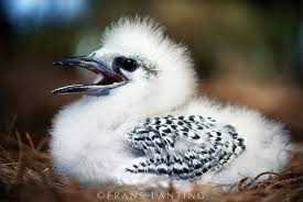 Black And White Speckled Bird With Red Head 017979 Frans Lanting Stock Beautiful Birds Tropical Birds Sea Birds
