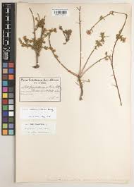 Image result for Xylopia collina