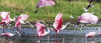 Everglades National Park Houseboat Rentals And Vacation Everglades National Park Houseboat Rentals Everglades