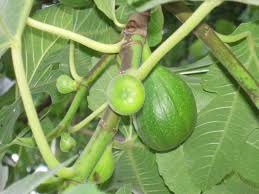 Résultat de recherche d'images pour "scolyte du figuier"