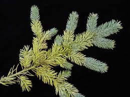 Picea glauca, the white spruce, is a species of spruce native to the northern temperate and boreal forests in north america. Yellowing Of Spruce Horticulture And Home Pest News