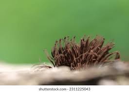 Image result for Stemonitis fusca