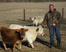 Some cows like these miniature zebu cows start at $1,000 but highlands can go for up to $6,500 per calf. Raise Small Breed Milk Cows