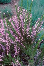 Image result for Fabiana imbricata