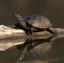 Eine schildkröte verbiss sich in einem see in deutschland an den kiemen eines mehr als 35 kilogramm schweren wels. Europaische Sumpfschildkrote Wikipedia