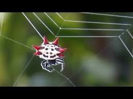 I'm trying to use the orb keypoint detector and it seems to be returning much fewer points than the sift detector and the fast detector. Spiny Orb Weaver Spider Spinning A Web Youtube