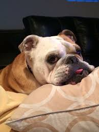 Maybe you would like to learn more about one of these? Puppy Training Camp Phoenix Bmo Show