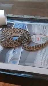 Western Hognose Snake Western Hognose Snake Hognose Snake Reptiles And Amphibians