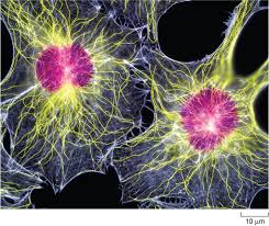 Maybe you would like to learn more about one of these? A Tour Of The Cell View As Single Page