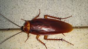 Maybe you would like to learn more about one of these? Les Cafards Ou Blattes Nuisibles Dans Les Habitations Comment Lutter