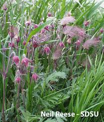 Image result for Thesium triflorum