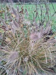 Image result for Cenchrus trisetus