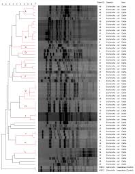 Us naval base at guantanamo bay note 1: Animals Free Full Text Virulence Genes Shiga Toxin Subtypes Serogroups And Clonal Relationship Of Shiga Toxin Producing Escherichia Coli Strains Isolated From Livestock And Companion Animals Html