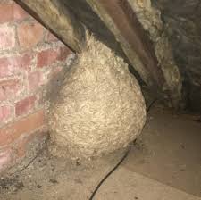 If, for example, you've discovered one out of the way at the bottom of your garden then it's unlikely to cause any harm. This Wasp Nest That S Accumulated In My Attic Mildlyinteresting