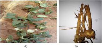 Image result for Clematis hirsuta