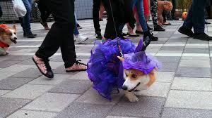 And with halloween so close, we know that we're going to be seeing a lot of dogs dressed up in costumes. Corgi Halloween Costume Parade 2017 Album On Imgur