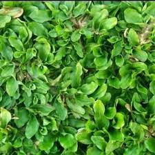 Kelebihan rumput gajah mini daripada rumput biasa yang utama adalah bentuk daunnya yang ukurannya kecil. Jual Jual Rumput Gajah Mini Tangerang Tukang Rumput Taman Kab Bogor Nadirataman Tokopedia