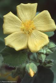 Image result for Wissadula