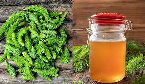 You'll have to search for the flavor in. Homemade Spruce Tips Syrup Tea More Great Spruce Tips Uses