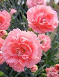 Dianthus First Romance Dianthus Flowers Pink Plant Plants