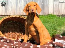 Excellent for hunting or family pet. Vizsla Puppies For Sale Vizsla Dog Breed Info Greenfield Puppies