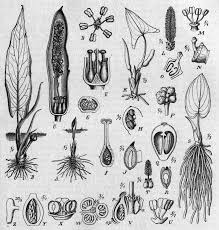 Image result for Stylochaeton puberulus