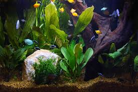 Not all led lights are beneficial to grow aquarium plants, the best led light for planted. Live Plants And Lighting In Aquariums