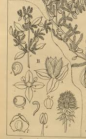 Image result for Nothosaerva brachiata