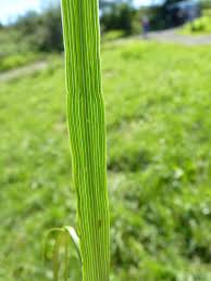 Image result for Bromus catharticus