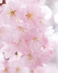 Bunga sakura dalah bunga nasional jepang yang mekar saat musim semi, warna bunga sakura pun ada banyak, putih, merah muda, merah menyala gambar pohon sakura dengan 4 macam warna. Gambar Bunga Sakura Pink Lembut Cherry Blossom Wallpaper Cherry Blossom Pictures Flower Therapy