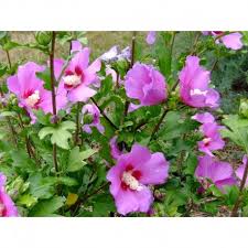 Image result for Hibiscus syriacus Violet Clair Double